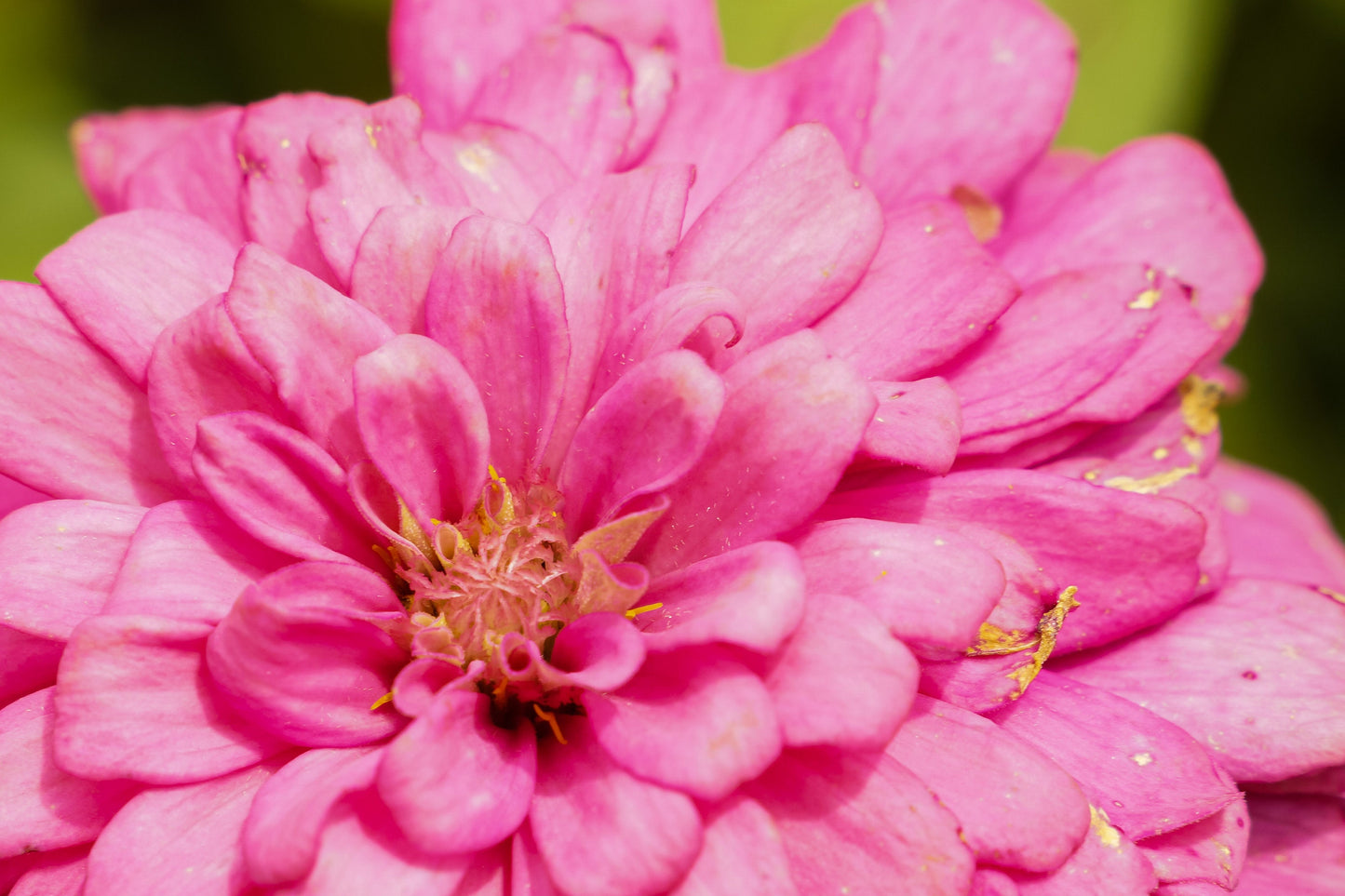 Zinnia Luminosa
