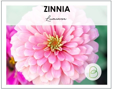 Zinnia Luminosa