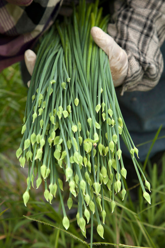 Garlic Chives