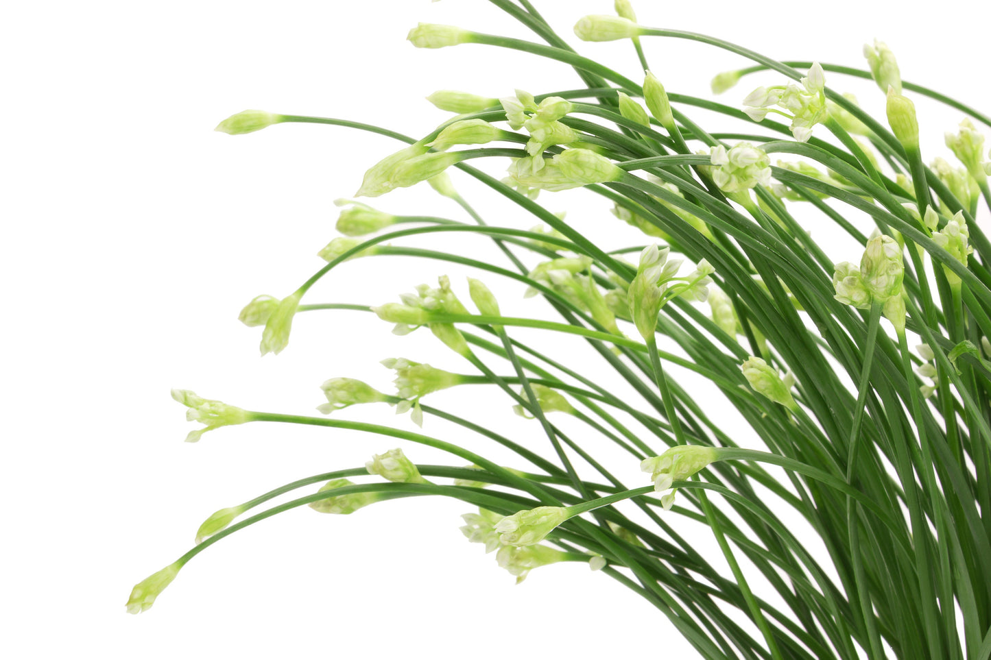Garlic Chives