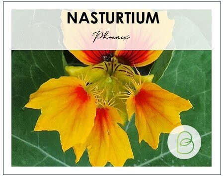 Nasturtium Phoenix