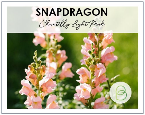 Snapdragon Chantilly Light Pink