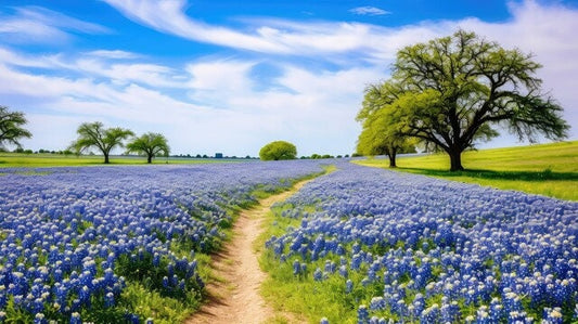 Texas Bluebonnet