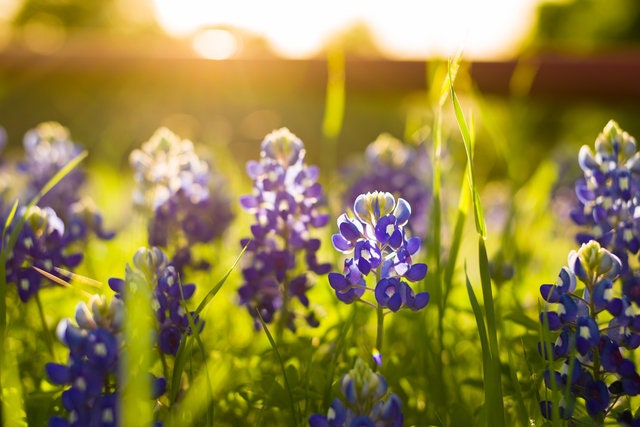 Texas Bluebonnet