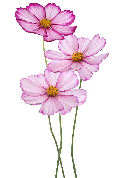 Cosmos Candystripe