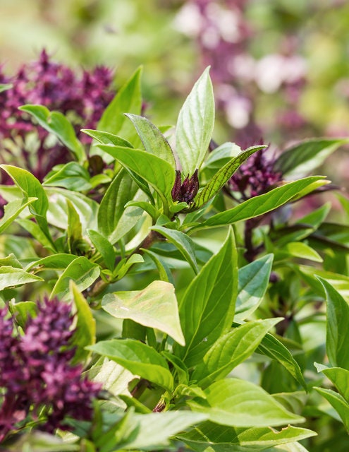 Basil Siam Queen