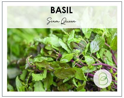 Basil Siam Queen
