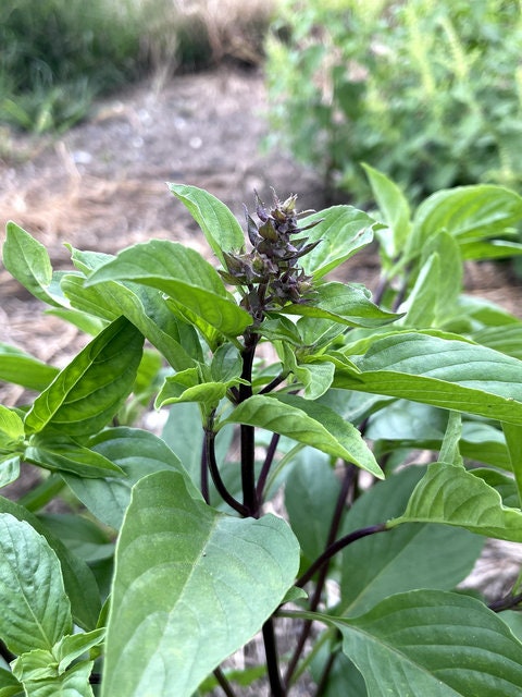 Basil Licorice