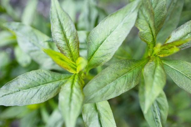Basil Spicy globe