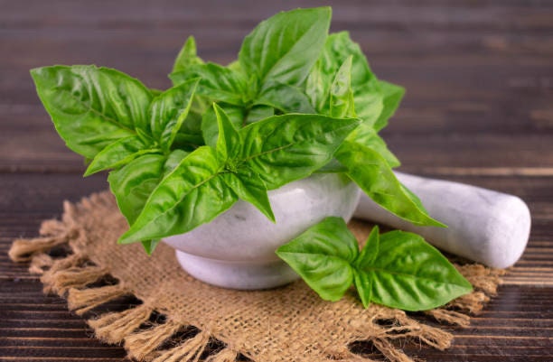 Basil Spicy globe