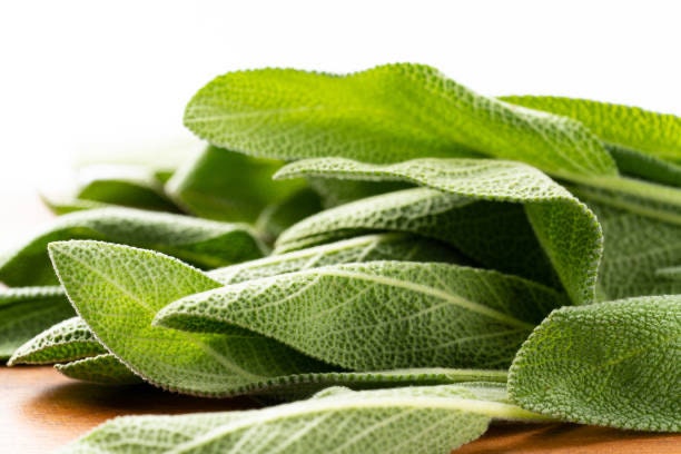 Sage Broadleaf