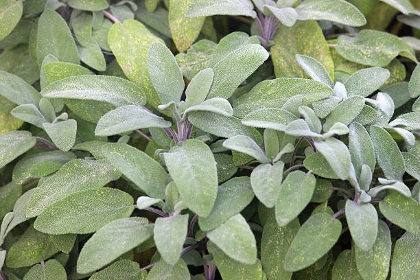 Sage Broadleaf