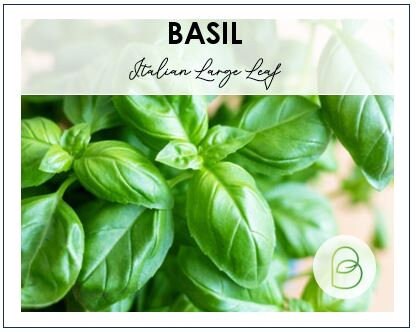 Basil Italian Large Leaf
