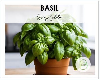 Basil Spicy globe