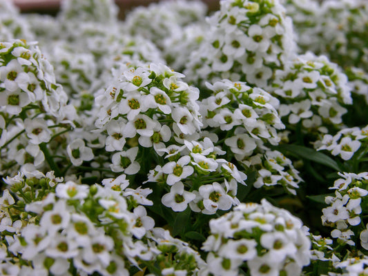 Candytuft Empress Rocket