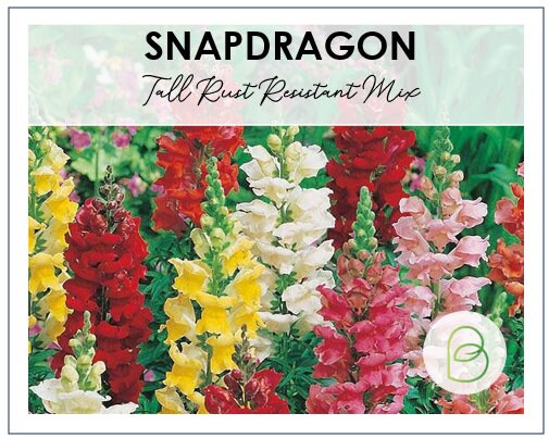 Snapdragon Tall Rust Resistant Mix