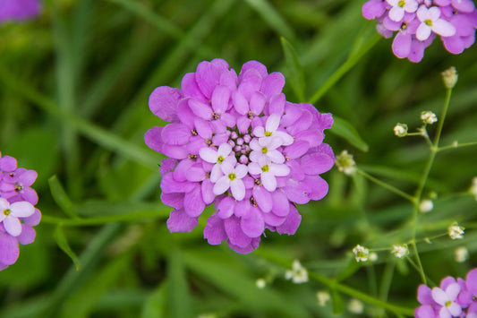 Globe Annual Candytuft