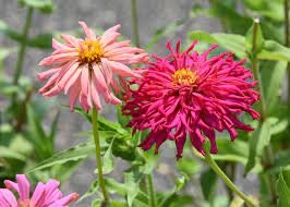 Zinnia Pinca Seeds | 25 Seeds | Annual Flower Seeds | Easy to Grow | Pink Cactus Zinnia Seeds