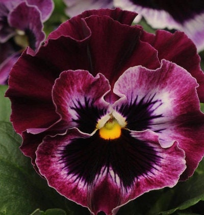 Viola Frizzle Sizzle Raspberry