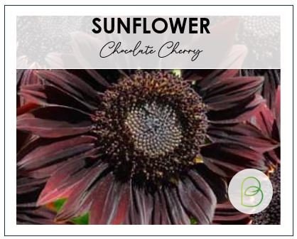 Sunflower Chocolate Cherry