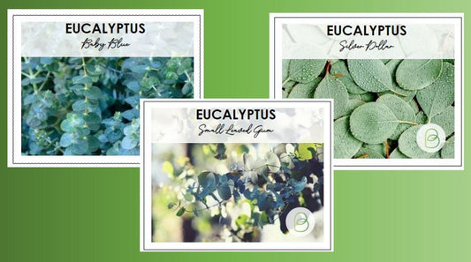 Eucalyptus Seed Bundle, 3 varieties, Herbal Seeds, Bouquet filler