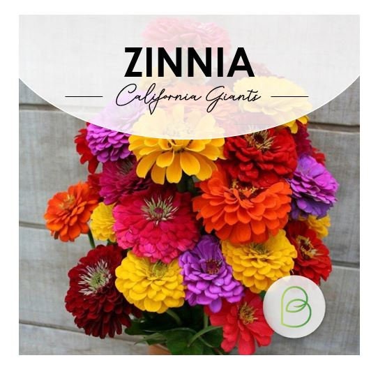 Zinnia Seed Bundle, 10 Varieties, 100+ seeds, Heirloom Seeds, Chartreuse Cut Flower Seeds, Gift for Gardener, Double Zinnia, Rare Seeds