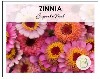 Zinnia Cupcake Pink