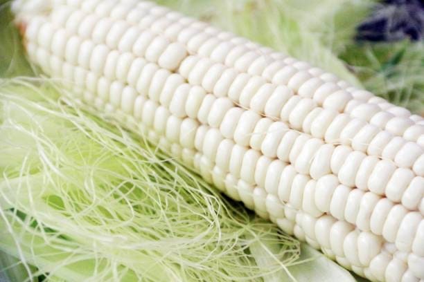 Corn Silver Queen Hybrid