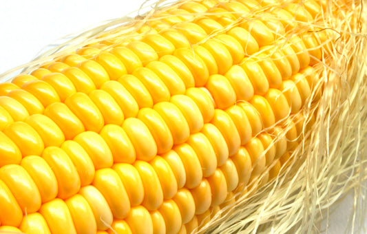 Corn Kandy Korn Hybrid Sweet Corn