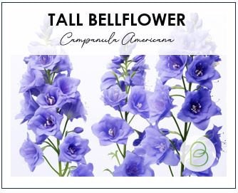 Tall Bellflower