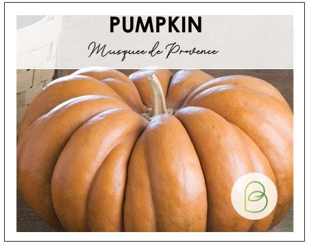 Musquee de Provence Pumpkin Seeds, 5 Seeds, Garden Seeds, Vertical Growing, Vegetable seeds, Gardening, Jack O Lantern, Fall Decor