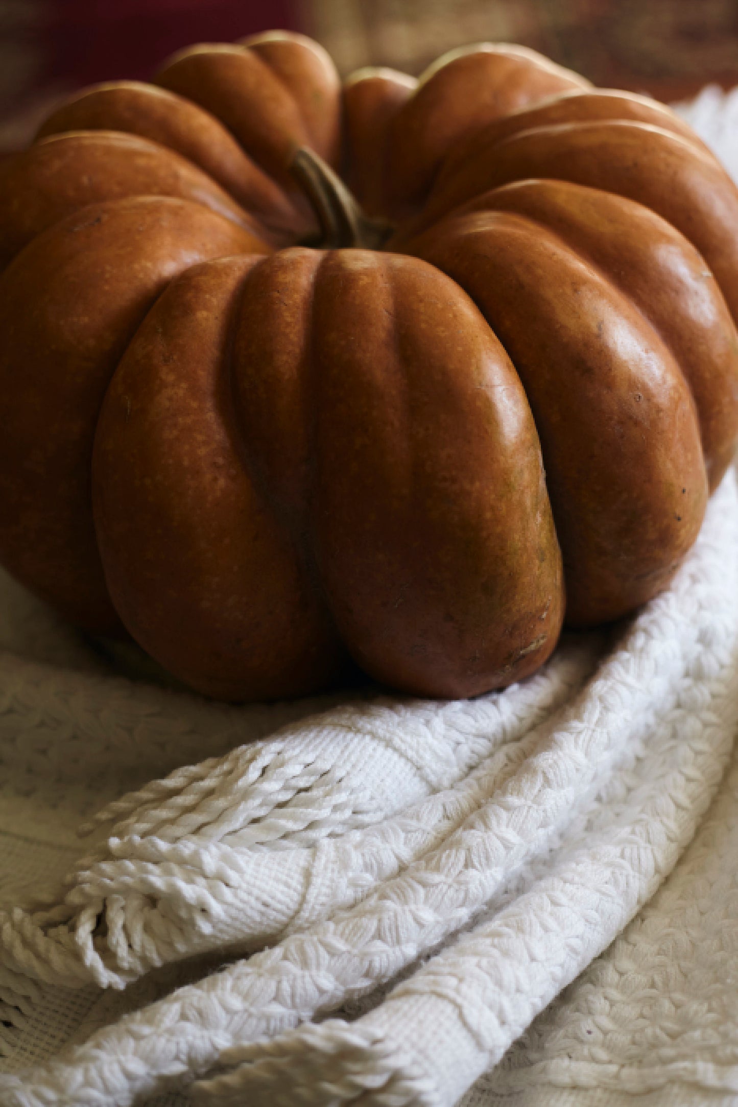 Pumpkin Musquee de Provence