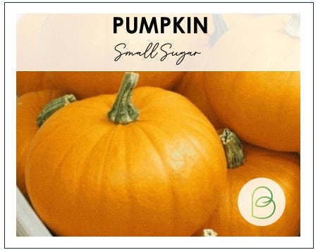 Pumpkin Small Sugar