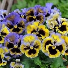 Pansy Frizzle Sizzle Yellow Blue Swirl