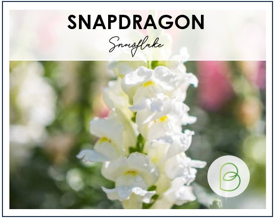 Snapdragon Snowflake