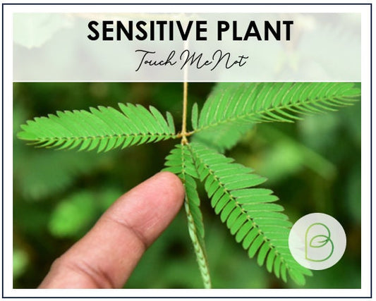 Sensitive Plant