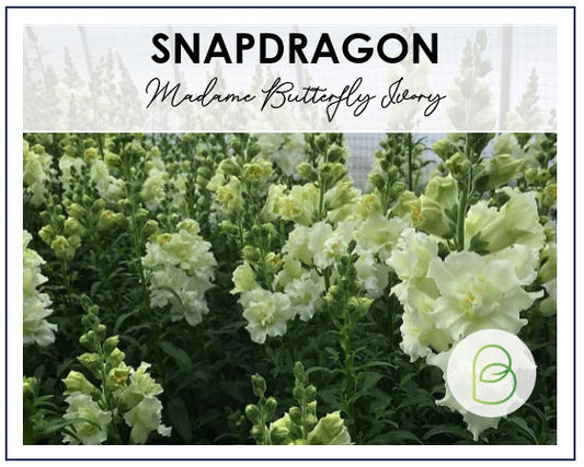 Snapdragon Madame Butterfly Ivory