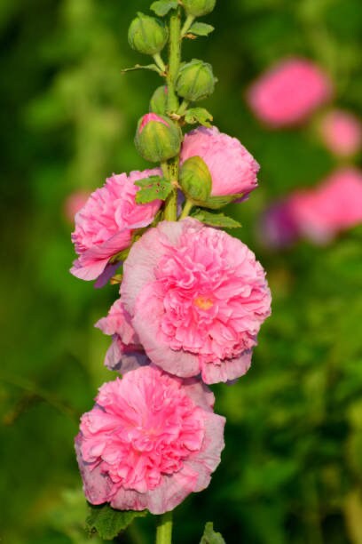 Hollyhock Summer Carnival Mix