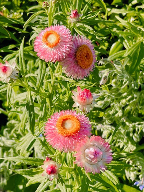 Strawflower King Size Silvery Rose