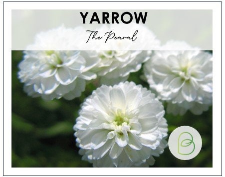 Yarrow The Pearl 25+ Seeds, Achillea Ptarmica, Wedding Flowers, Filler Flower, Rare Seeds, Dried Flowers