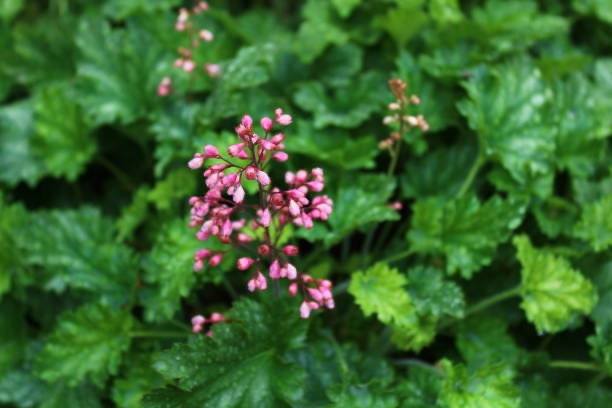 Firefly Splendens Coral Bell Seeds, Heuchera, Perennial, Shade Plant