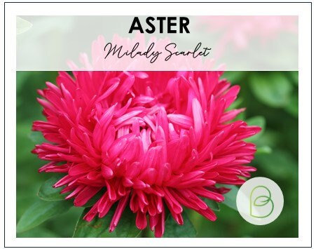Aster Milady Scarlet