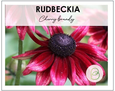 Rudbeckia Cherry Brandy