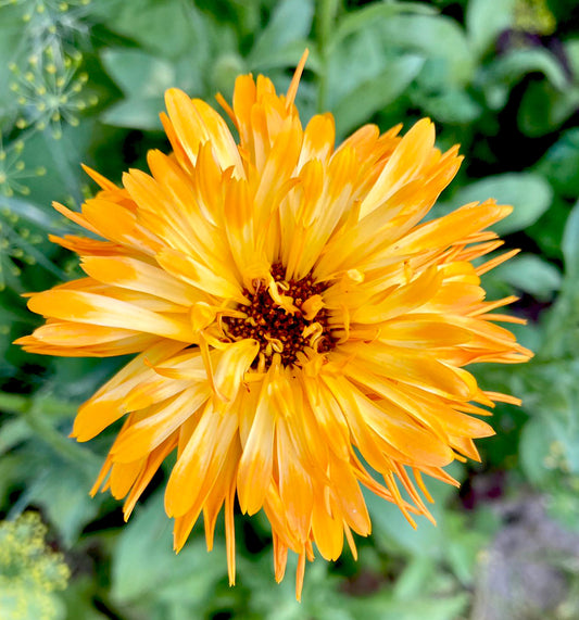 Calendula Pacific Beauty Mix