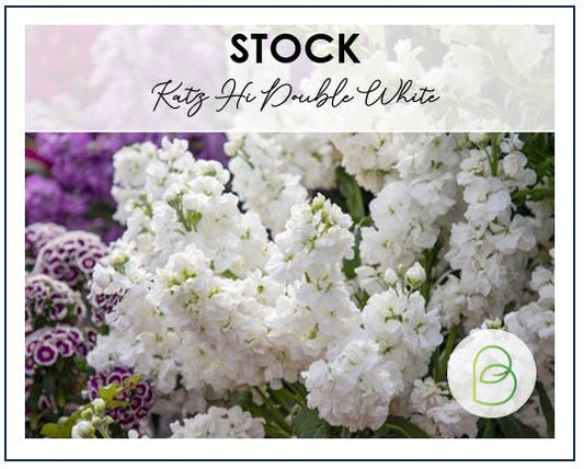 Stock Katz Hi Double White