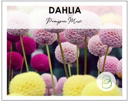 Dahlia Pompon Mix