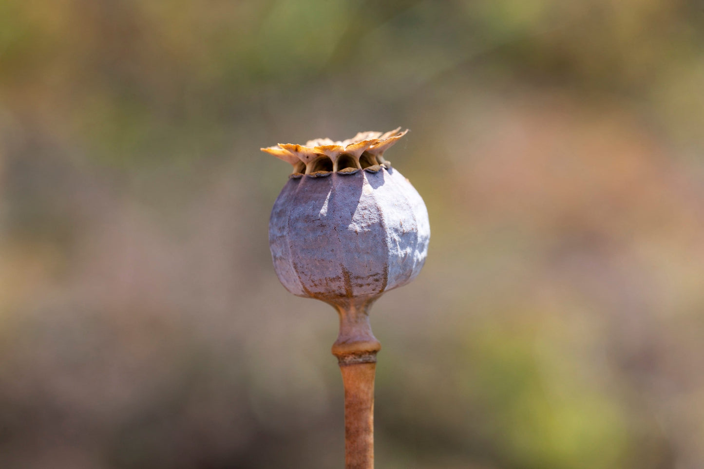 Poppy Lilac Pompom Peony