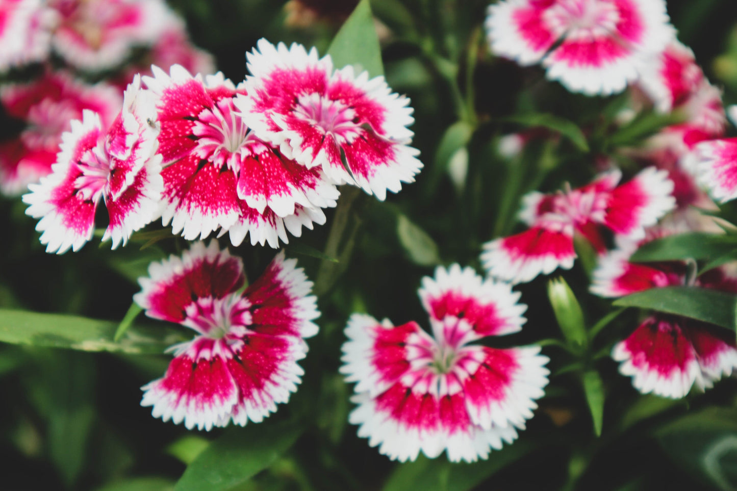 Sweet William Electron mix
