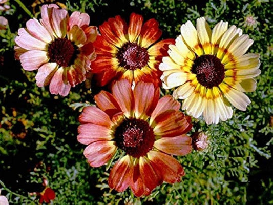Painted Daisy Seeds