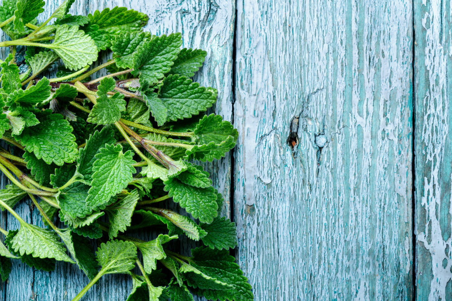 Lemon Balm